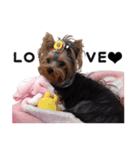 Marilyn the Yorkie with long hair（個別スタンプ：1）