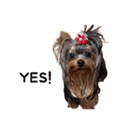 Marilyn the Yorkie with long hair（個別スタンプ：4）