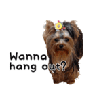 Marilyn the Yorkie with long hair（個別スタンプ：6）