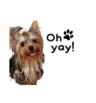 Marilyn the Yorkie with long hair（個別スタンプ：7）