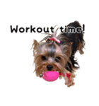 Marilyn the Yorkie with long hair（個別スタンプ：8）