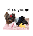 Marilyn the Yorkie with long hair（個別スタンプ：13）