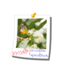 Message of Flower and nature photos（個別スタンプ：8）