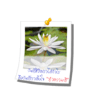 Message of Flower and nature photos（個別スタンプ：9）