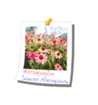 Message of Flower and nature photos（個別スタンプ：12）