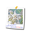 Message of Flower and nature photos（個別スタンプ：15）