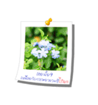 Message of Flower and nature photos（個別スタンプ：19）