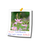 Message of Flower and nature photos（個別スタンプ：26）
