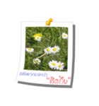 Message of Flower and nature photos（個別スタンプ：31）