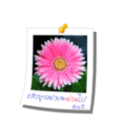 Message of Flower and nature photos（個別スタンプ：38）