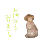 マルプー れもん（個別スタンプ：4）