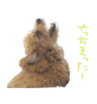 マルプー れもん（個別スタンプ：5）