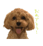 マルプー れもん（個別スタンプ：7）