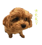 マルプー れもん（個別スタンプ：9）