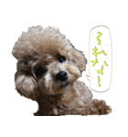マルプー れもん（個別スタンプ：16）