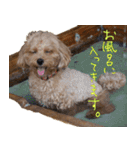 マルプー れもん（個別スタンプ：21）