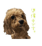 マルプー れもん（個別スタンプ：22）