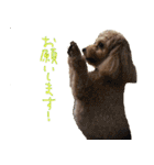 マルプー れもん（個別スタンプ：24）