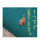 マルプー れもん（個別スタンプ：31）