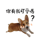 Handsome Corgi - From（個別スタンプ：2）
