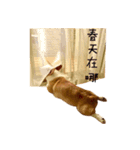Handsome Corgi - From（個別スタンプ：4）