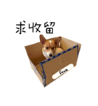 Handsome Corgi - From（個別スタンプ：9）