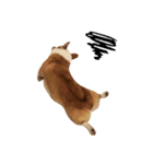 Handsome Corgi - From（個別スタンプ：11）