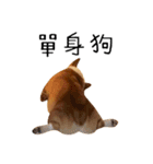 Handsome Corgi - From（個別スタンプ：16）