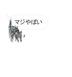 犬猫のんびり【吹き出し】（個別スタンプ：15）