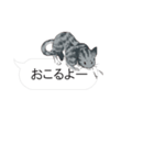 犬猫のんびり【吹き出し】（個別スタンプ：16）