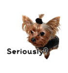 Marilyn the Yorkie（個別スタンプ：14）