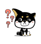 SHIBA KONBU（個別スタンプ：12）