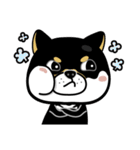 SHIBA KONBU（個別スタンプ：14）