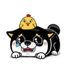 SHIBA KONBU（個別スタンプ：20）