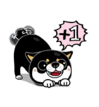 SHIBA KONBU（個別スタンプ：24）