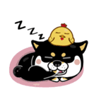 SHIBA KONBU（個別スタンプ：28）