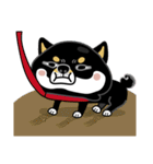 SHIBA KONBU（個別スタンプ：36）