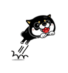 SHIBA KONBU（個別スタンプ：38）