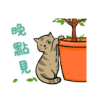 North Street Cats（個別スタンプ：34）