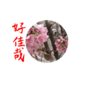 beautiful pictures:Taiwanese 1（個別スタンプ：2）