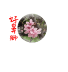 beautiful pictures:Taiwanese 1（個別スタンプ：3）