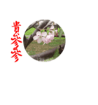 beautiful pictures:Taiwanese 1（個別スタンプ：6）