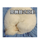 Live with PiPi（個別スタンプ：1）