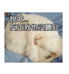 Live with PiPi（個別スタンプ：2）