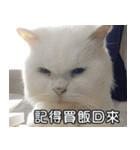 Live with PiPi（個別スタンプ：3）