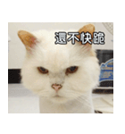 Live with PiPi（個別スタンプ：4）