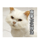 Live with PiPi（個別スタンプ：5）