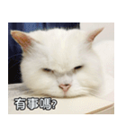 Live with PiPi（個別スタンプ：6）