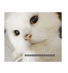 Live with PiPi（個別スタンプ：7）