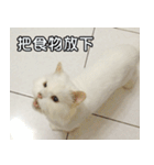Live with PiPi（個別スタンプ：8）